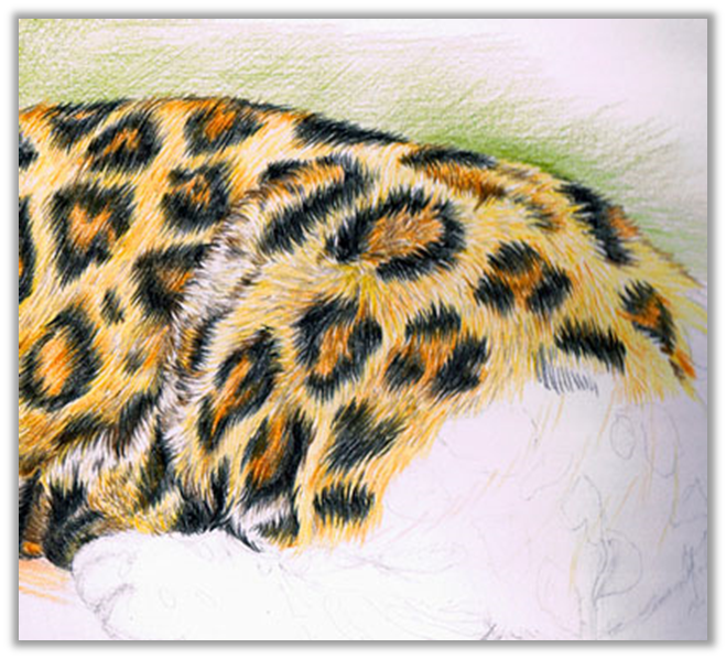 Направление шерсти. Шерсть цветными карандашами. Рисование леопард цветными карандашами. Шерсть рисунок. Прорисовка шерсти животных.