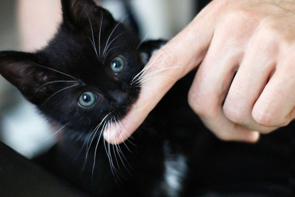 Почему кот постоянно кусается | Petshop Journal | Дзен