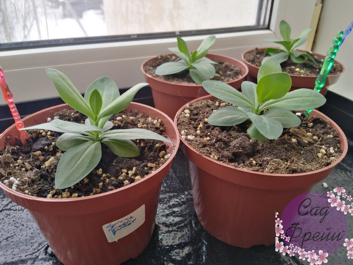 Я сеяла в конце ноября, чтоб наверняка