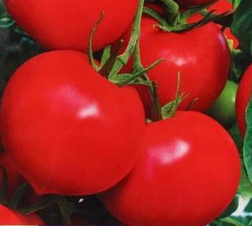 Сердцеедка