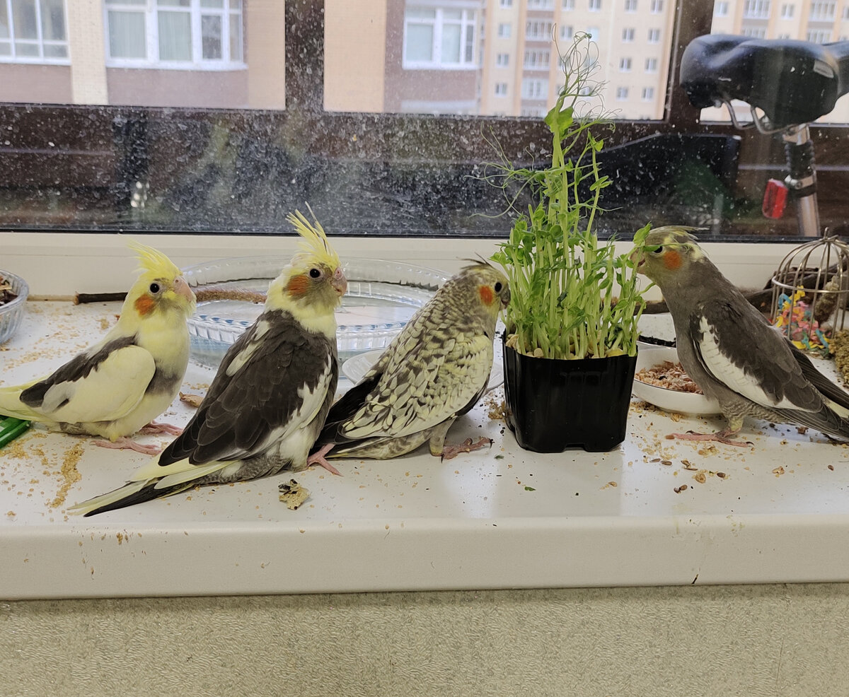 19 ноября, старшенькому ровно месяц. Все фото автора.