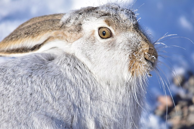 Растительная пища в зимний период