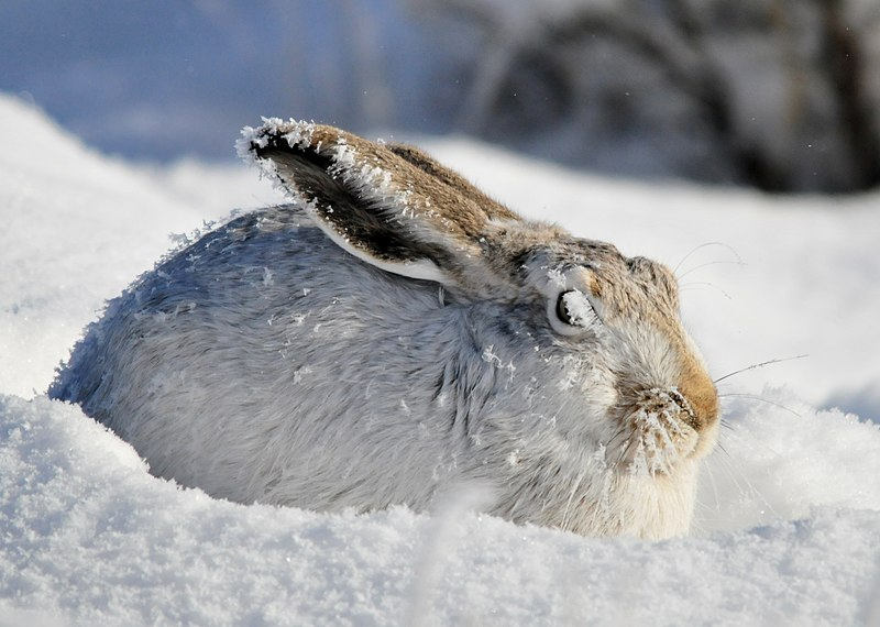 Как заяц выживает зиму: питание в холодное время года