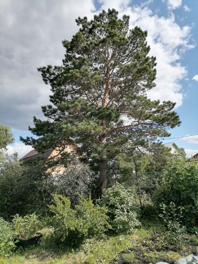 Сосна на участке, фото автора