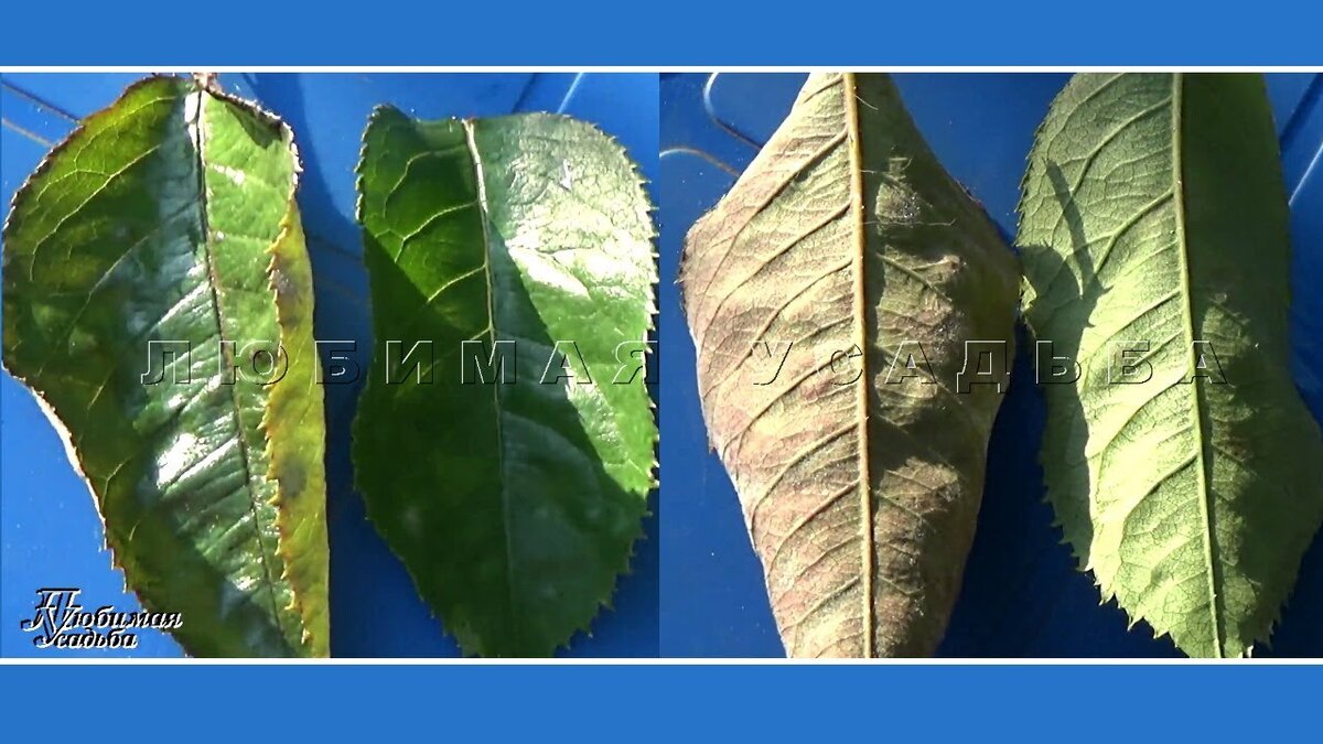 Тут вы можете сравнить зараженный лист ( он слева на каждой из фото) со здодовым листом.
