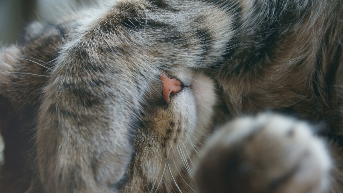 Яндекс-фото