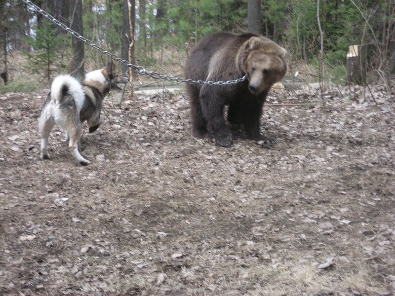 Стеша А.Калинина облаивает медведя