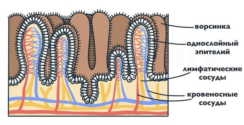Всасывание жиров ворсинками кишечника. Реснички жгутики микроворсинки. Кишечная Ворсинка. Ворсинки тонкого кишечника. Строение микроворсинки тонкого кишечника.