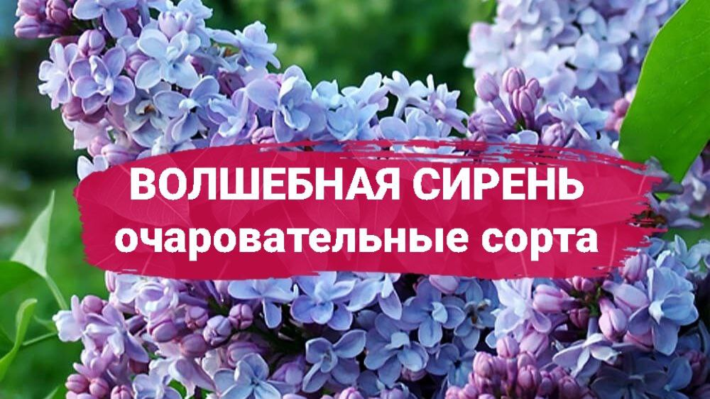 Сирень – это невероятно популярное растение на территории России, которое относится к числу цветущих кустарников.