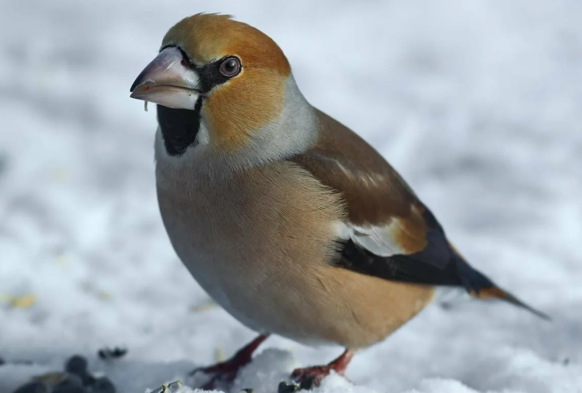 Дубонос птица фото описание. Дубонос coccothraustes coccothraustes. Обыкновенный Дубонос. Дубонос птица. Птичка Дубонос обыкновенный.