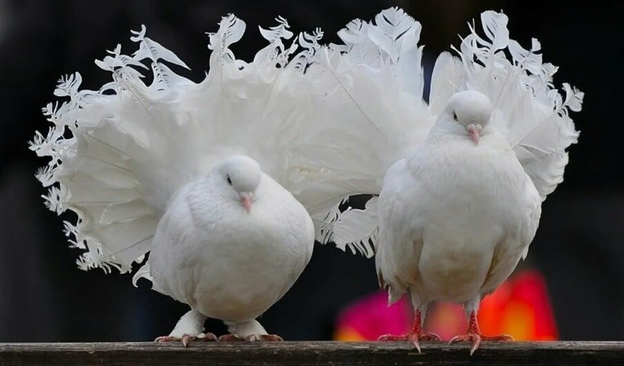 Павлиньи голуби