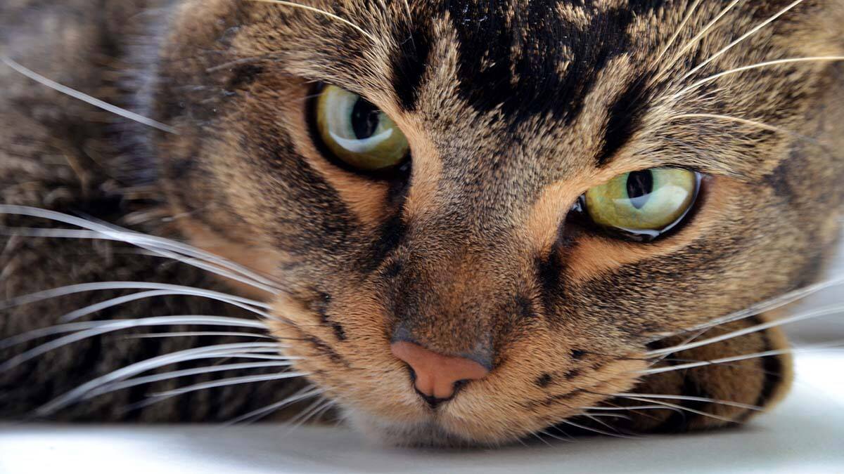    Фото: Анна Быкова / Вечерняя Москва