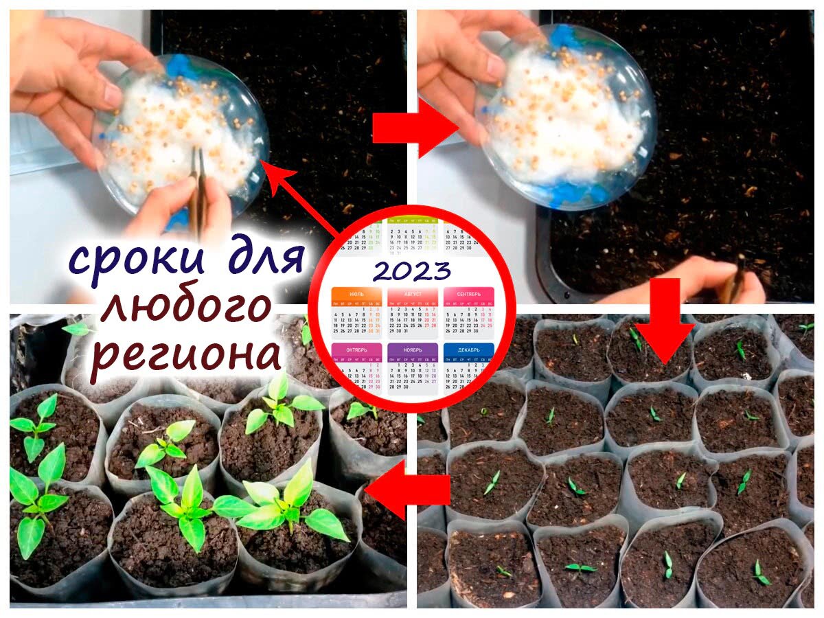 Когда можно сажать перцы 2024. Рассада. Когда садить перец. Посадка перцев на рассаду. Сроки посадки перца.