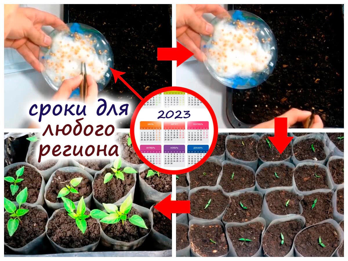 Календарь когда можно сеять перец. Рассада. Когда садить перцы. Сроки посадки перца на рассаду. Рассада перцев.