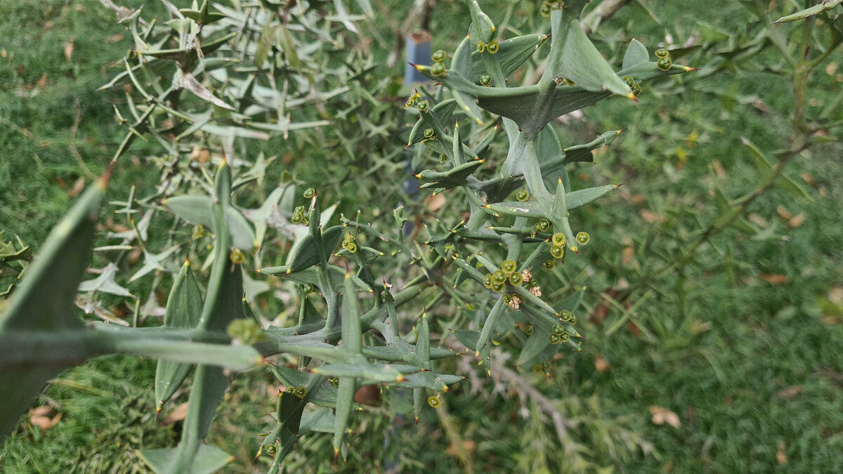 Коллеция 12.02.2023.