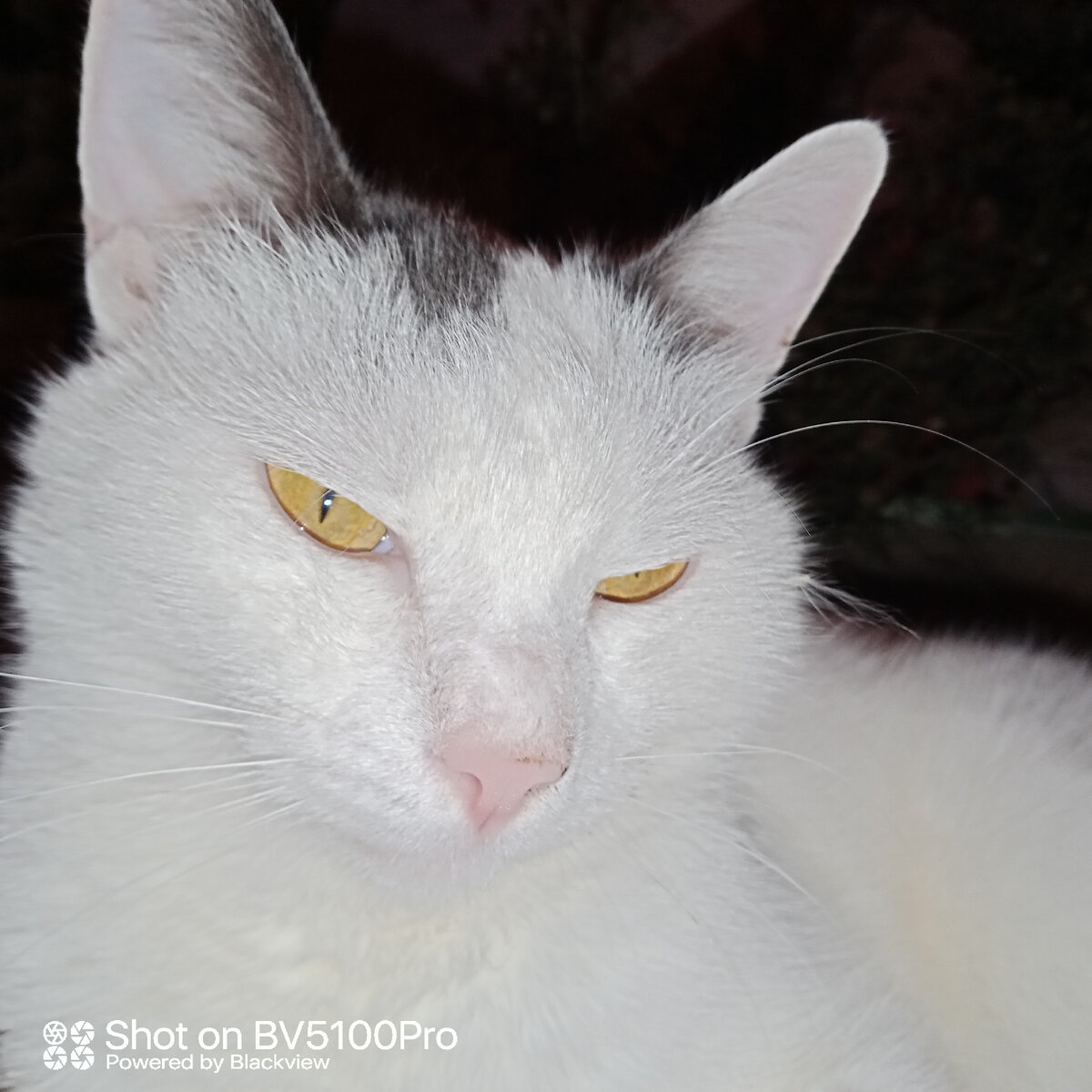 Кот полу породный. Дед был персом, бабка "дворянкой"