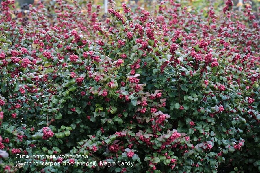 Уход за снежноягодником