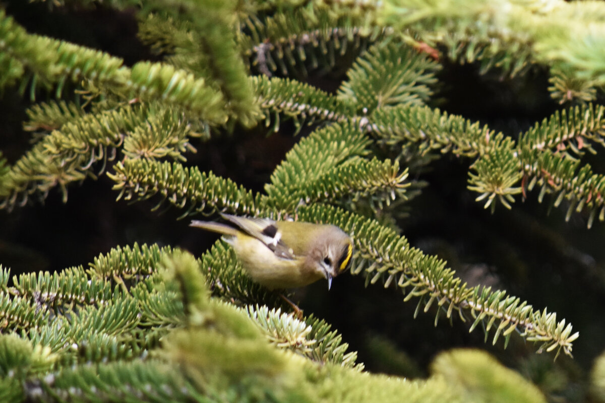 Желтоголовый королек