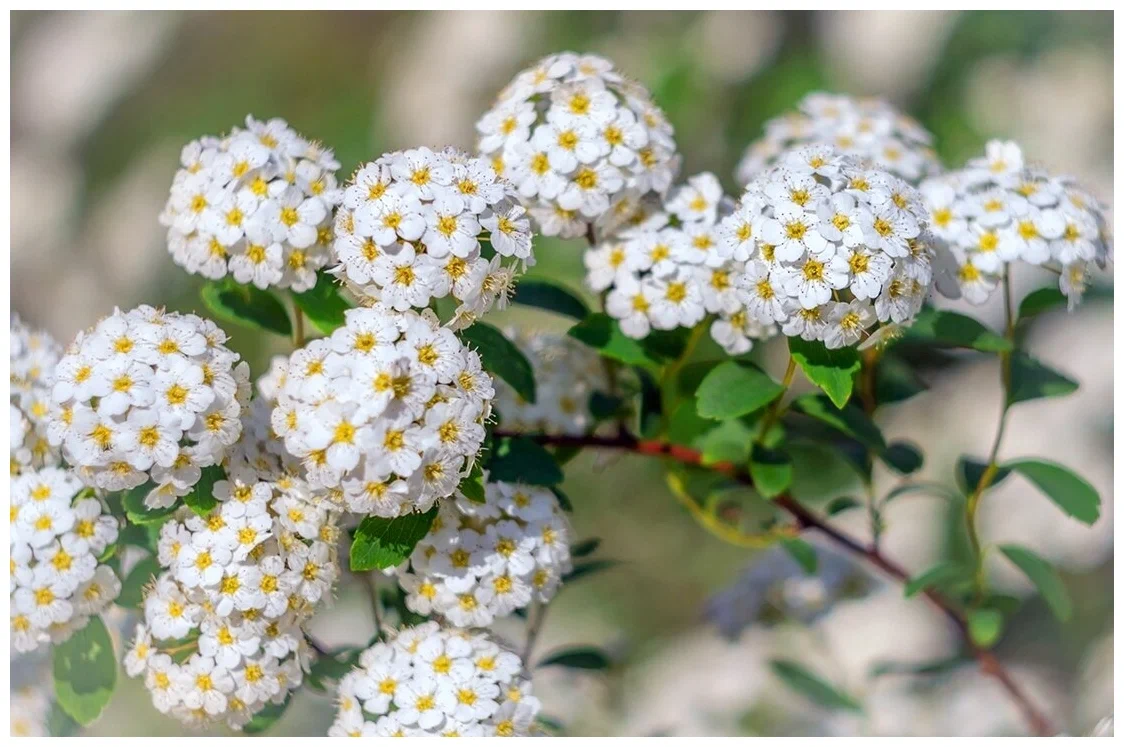 Спирея Вангутта. Спирея Вангутта (Spiraea vanhouttei). Спирея Ван-Гутта (Spiraea vanhouttei). Таволга Вангутта.