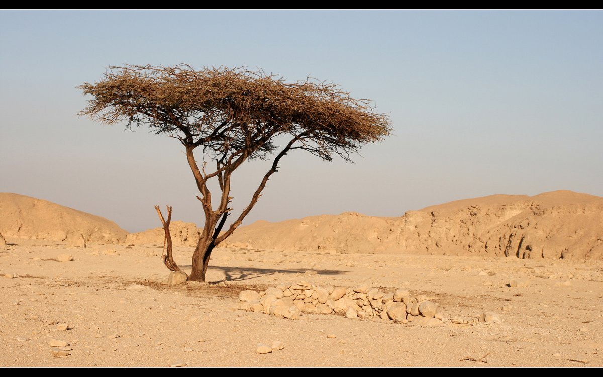 Африканские пустыни | История ВСЕГО | Дзен