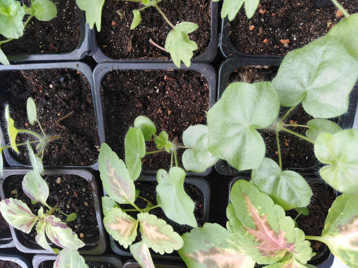 Пеларгонии плющелистные