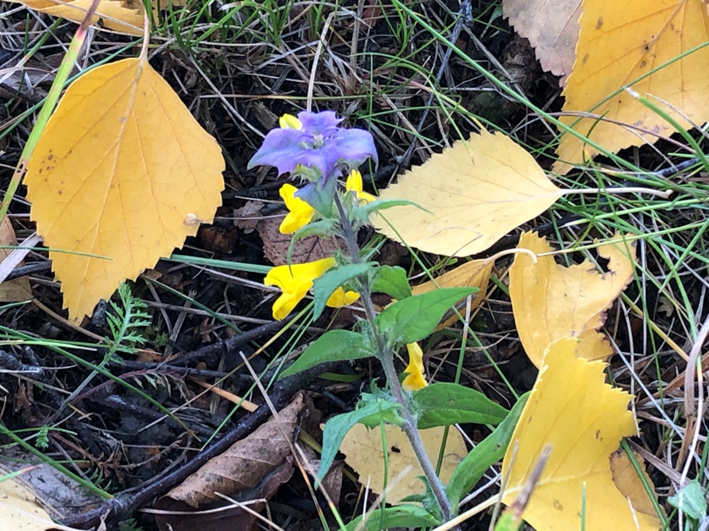 Евгений-да-Марья - цветок Мариоки (фото автора).
