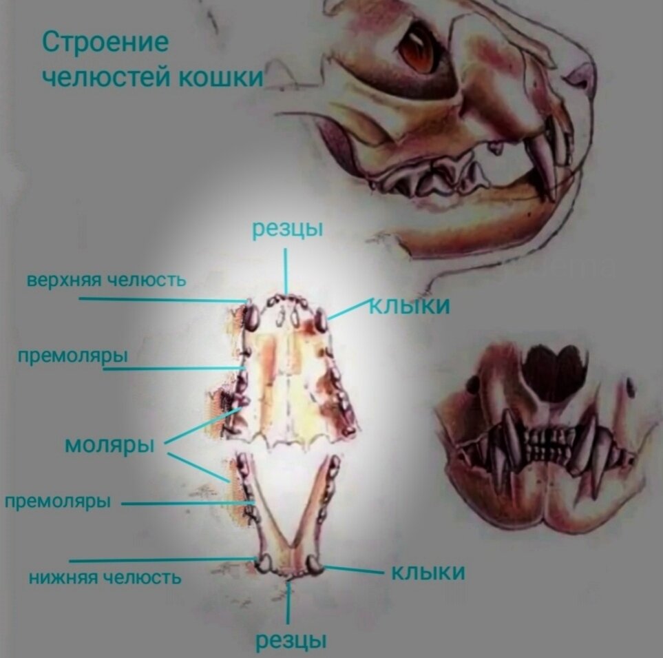 Травма почки - Травмы; отравления - Справочник MSD Профессиональная версия