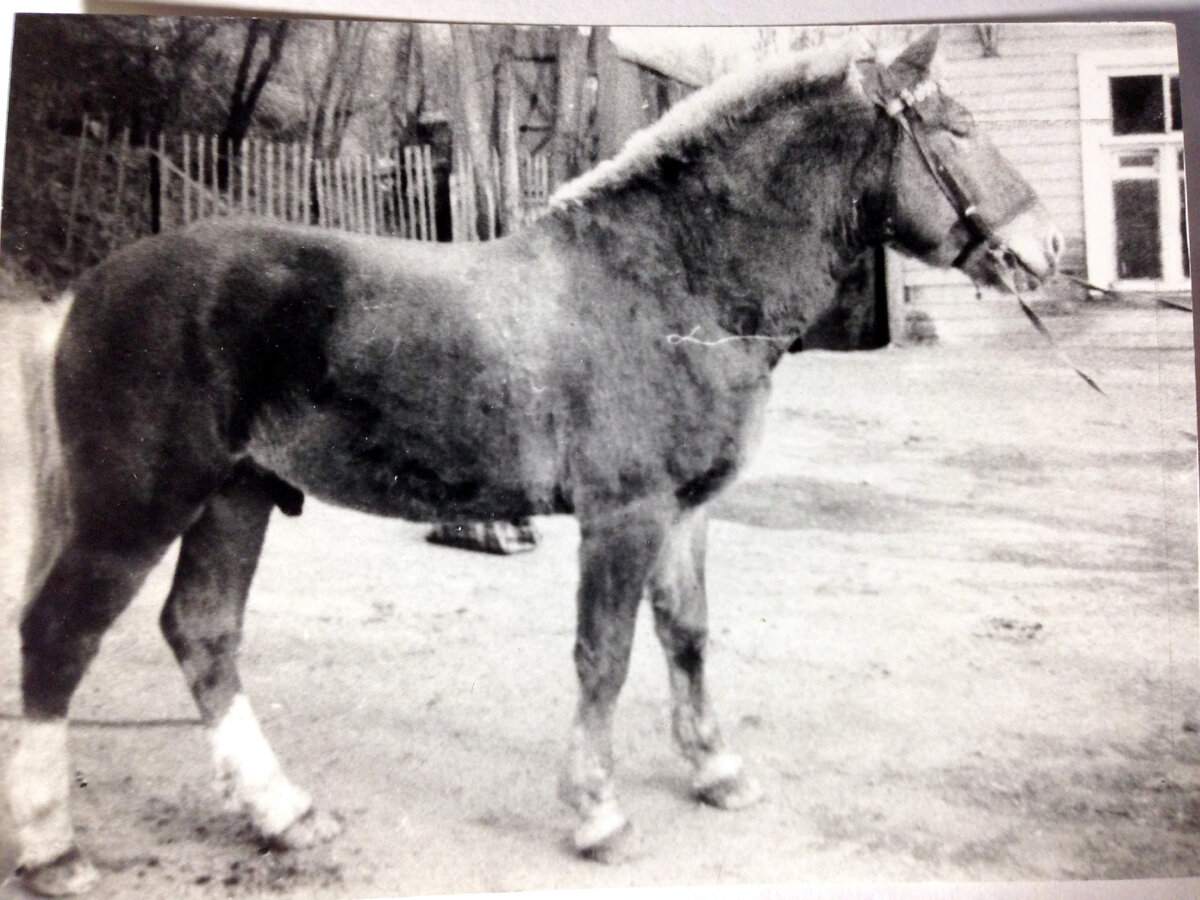 Веселый 1993 г