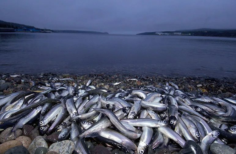 Охотское море какая рыба водится. Рыба собака охотское море. Рыбы охотского моря. Какая рыба водится в охотском море. Мойва уёк.
