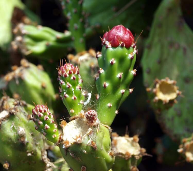 Опунция монаканта (Opuntia monacantha) пример цветения в природных условиях.
 К достоинствам Опунция монаканта (Opuntia monacantha 1926) можно отнести оригинальный, «интерьерный» облик, необычайную живучесть, способность быстро расти и формировать кусты причудливой формы. В приемлемых условиях оно еще и зацветает крупными оранжево-желтыми цветками. Но для этого ему нужен простор, емкий горшок с питательной земляной смесью (добавки компоста и содержащих гумус компонентов приветствуются), обилие солнечного света и несколько лет свободного роста. фото из открытых источников.
