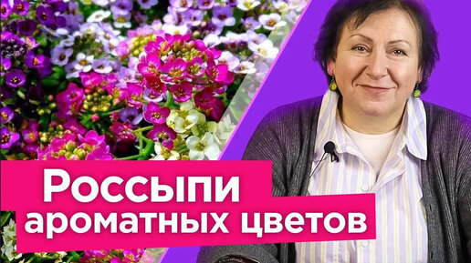 Посейте сразу в грунт и наслаждайтесь пышным цветением и медовым ароматом до морозов!