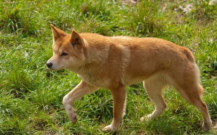      Дикая собака Динго