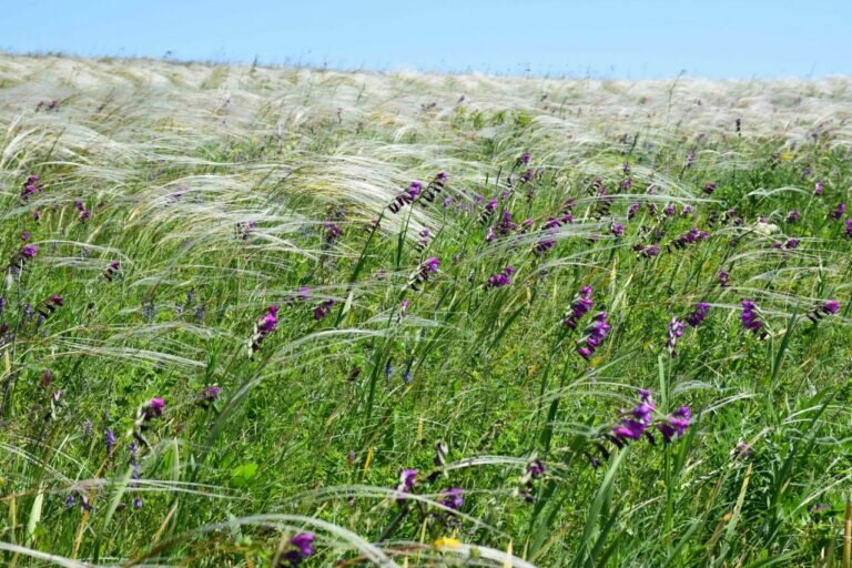    В Оренбуржье появится новая особо охраняемая природная территория «Верховья Чагана» Белов Михаил Александрович