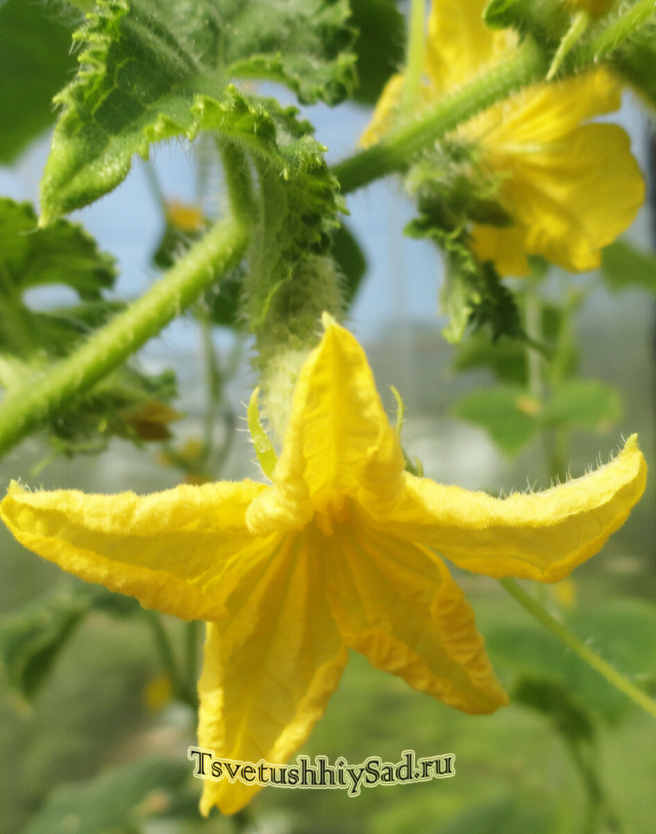 Завязь огурцов