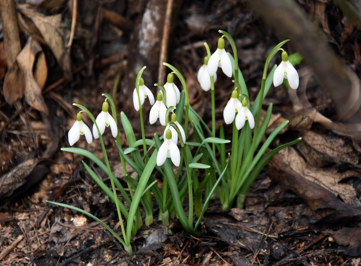 Пока все спят, они цветут