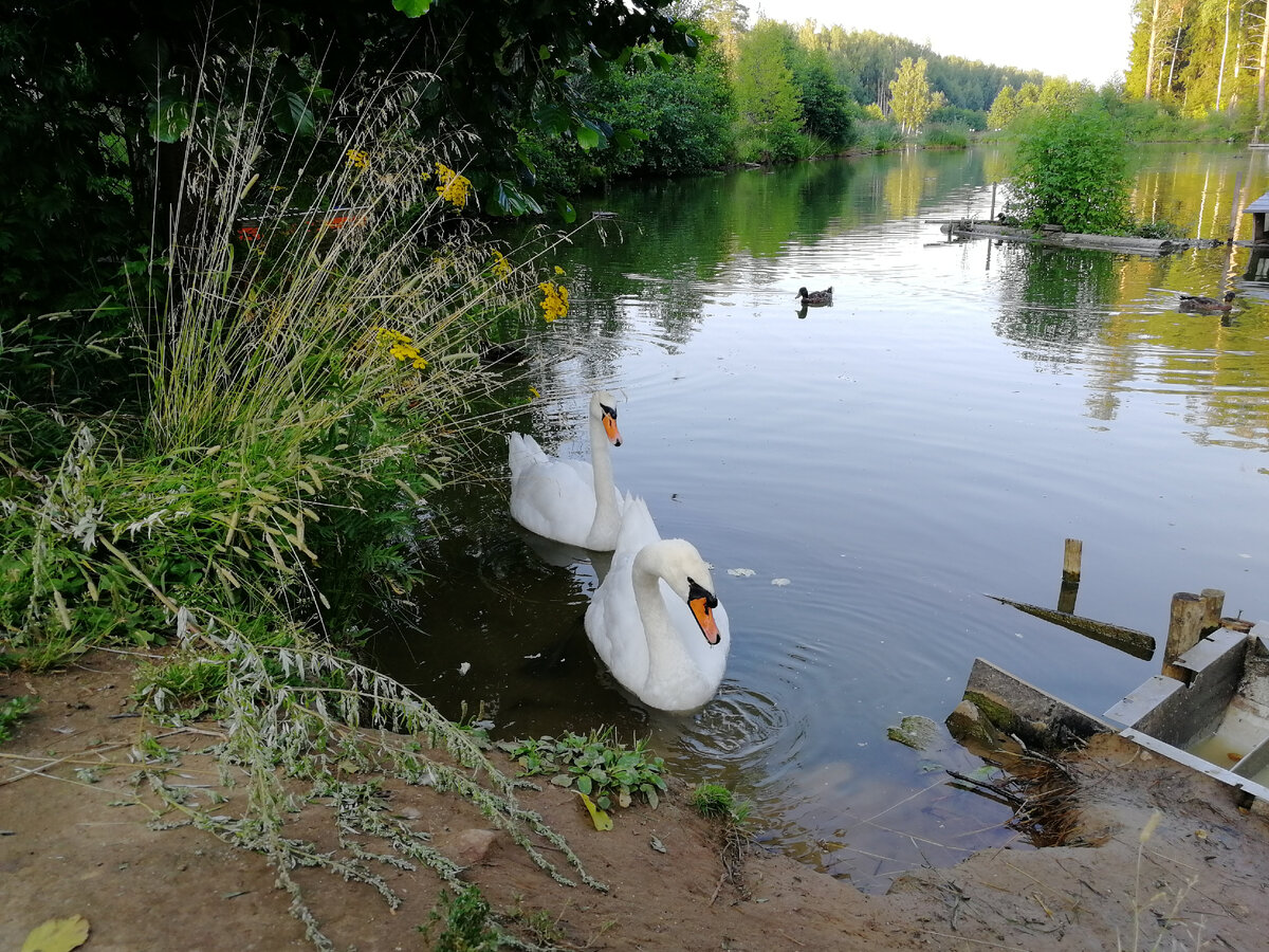 На озере в Доброграде