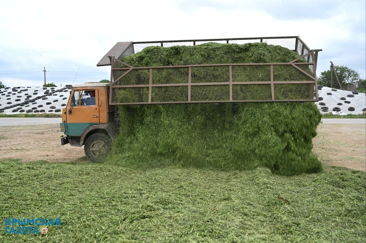 Фото: Гала Амарандо

