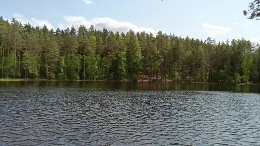 Озеро Глухое Лужский район Ленинградская область. Лесная прогулка