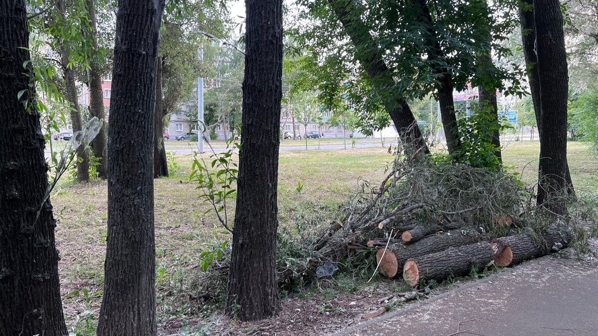     В Кировском и Московском районах Казани провели повторную обработку деревьев от гусениц. Об этом в своем Telegram-канале сообщил глава районной администрации Сергей Миронов.