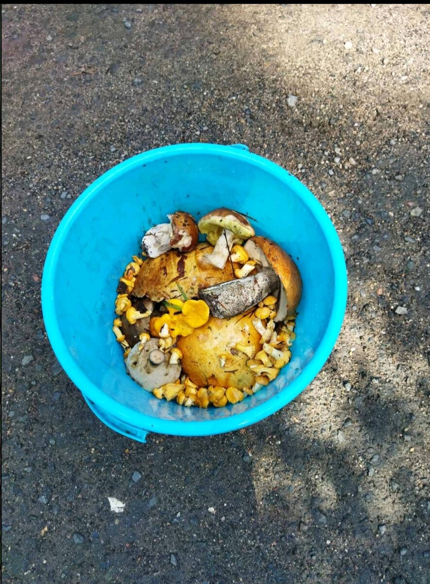 Половина десятилитрового ведра, недалеко от дач, за два часа