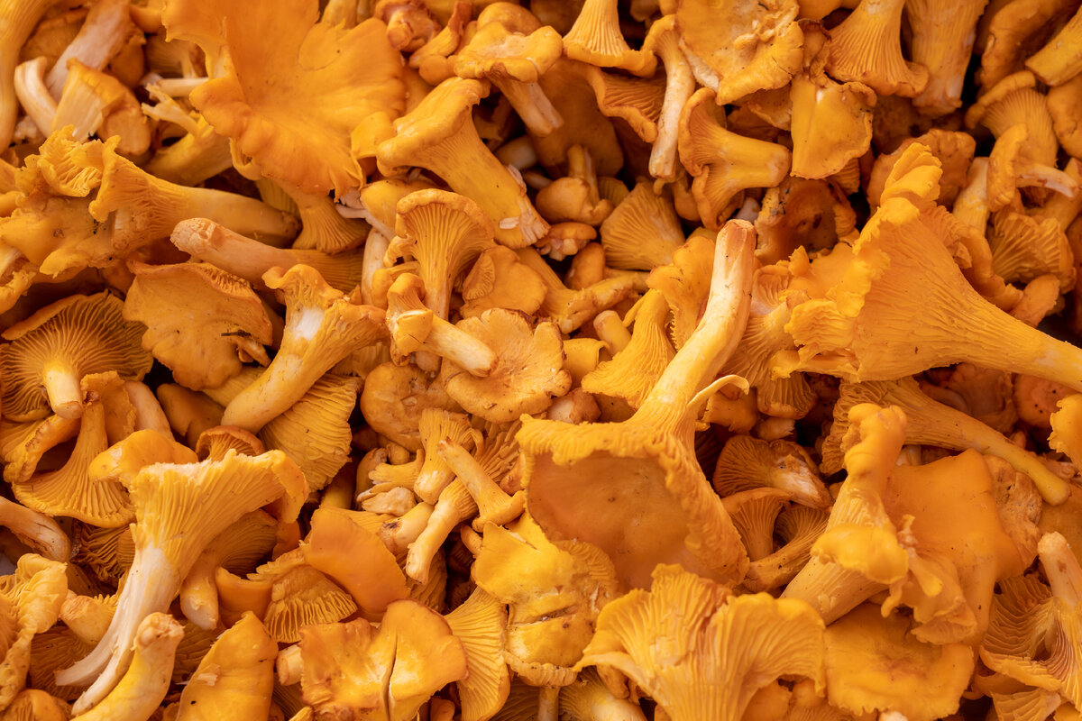  Грибы лисички - настоящий деликатес из леса. Это один из самых вкусных и питательных видов грибов, который можно найти в лесу или купить на рынке.-2