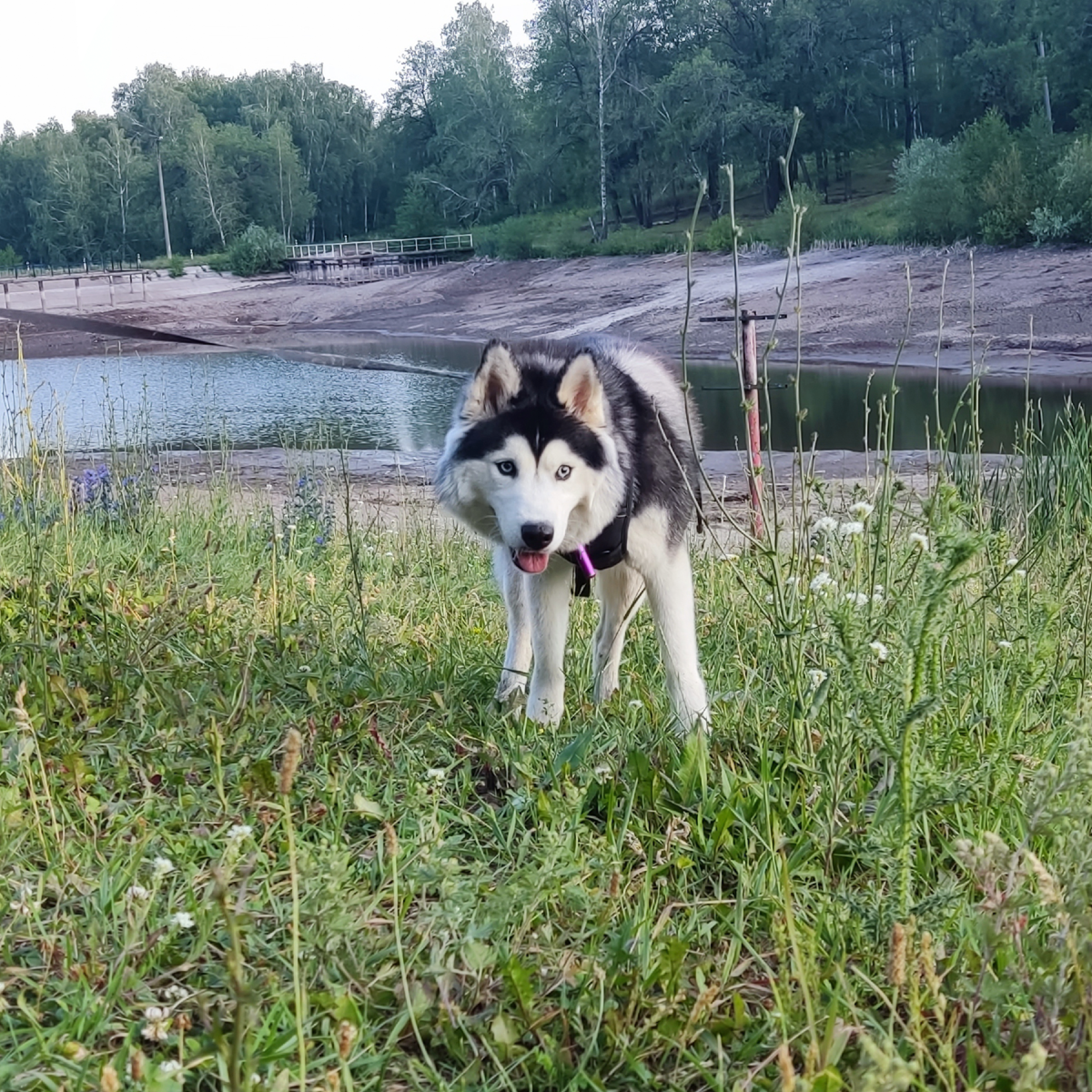 Хаски по имени Мани