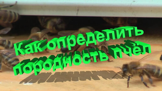 Профессор Кашковский: По каким параметрам можно определить породность пчелы?