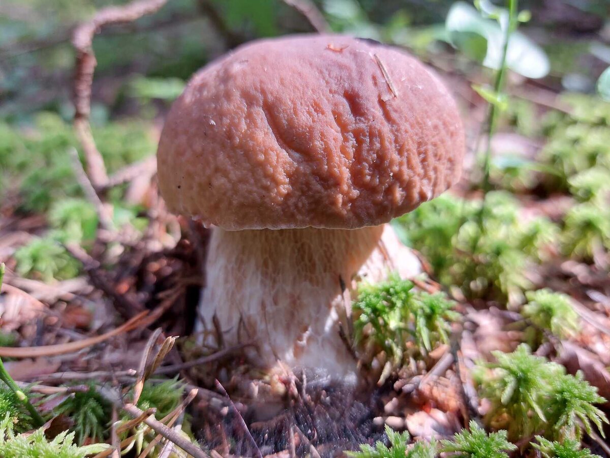 Белый сойти. Летние грибы. Белый гриб фото. Белый гриб фото съедобные. Летние грибы в Подмосковье.