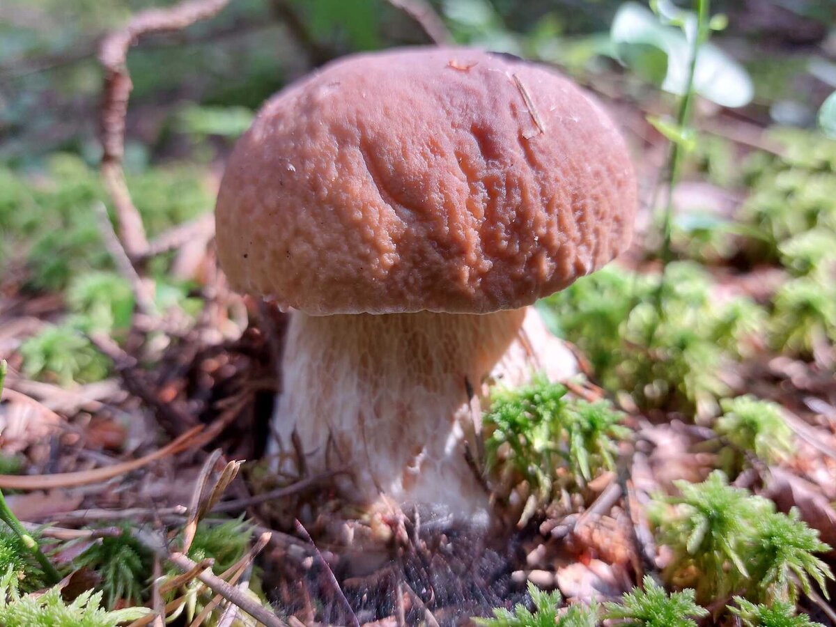 Летние грибы