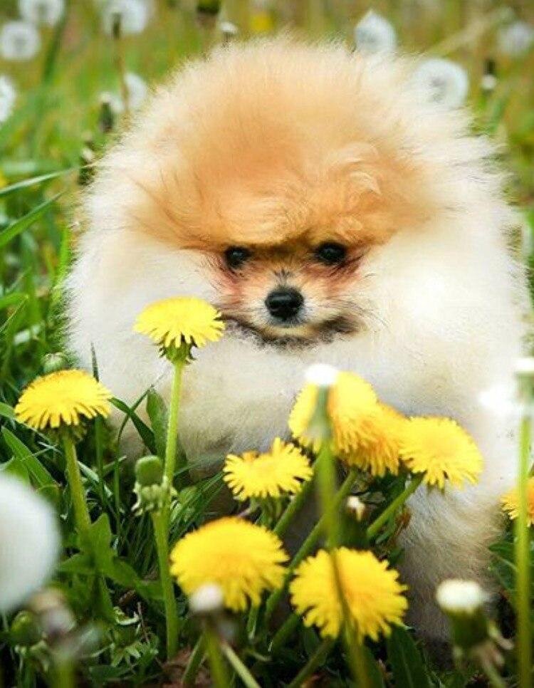 Щенок породы Шпиц. Красота этой породы заключается в красивой "шубке".