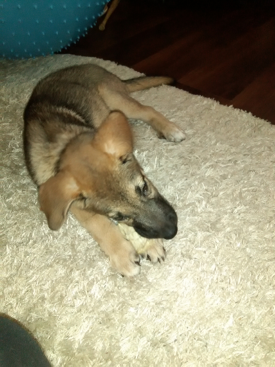 Маленький Дик