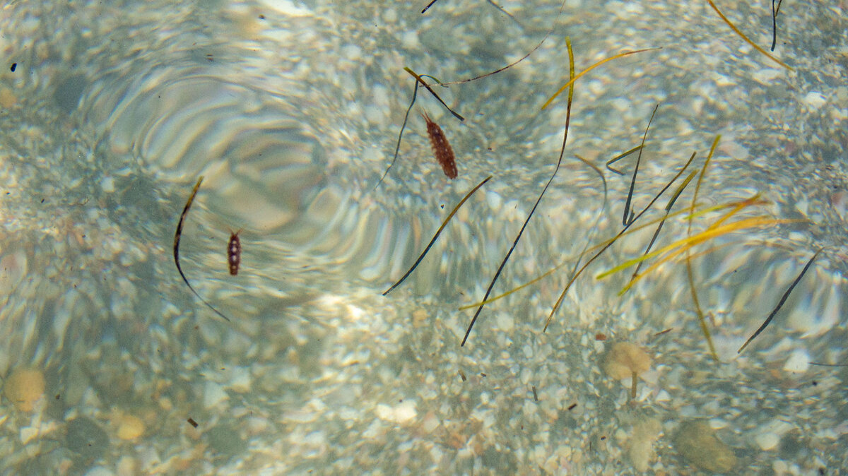 Идотея в Чёрном море