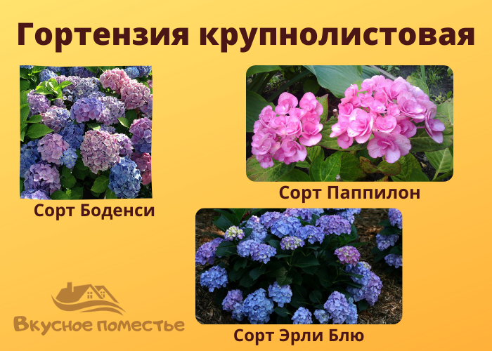 Популярные сорта крупнолистовой гортензии