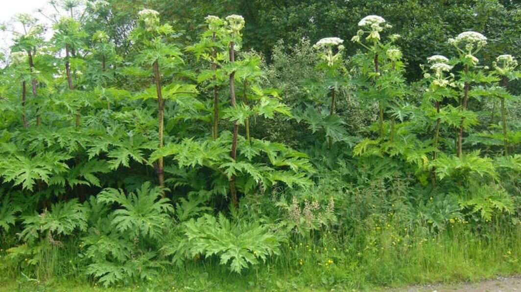 Растение высотой более двух метров